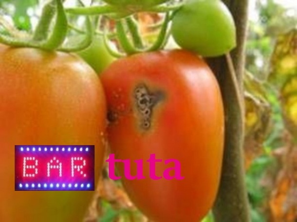 TUTA_ABSOLUTA_tomato bar